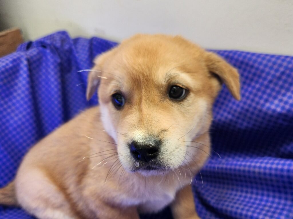 neugle pet 전남 해남 2026 00049