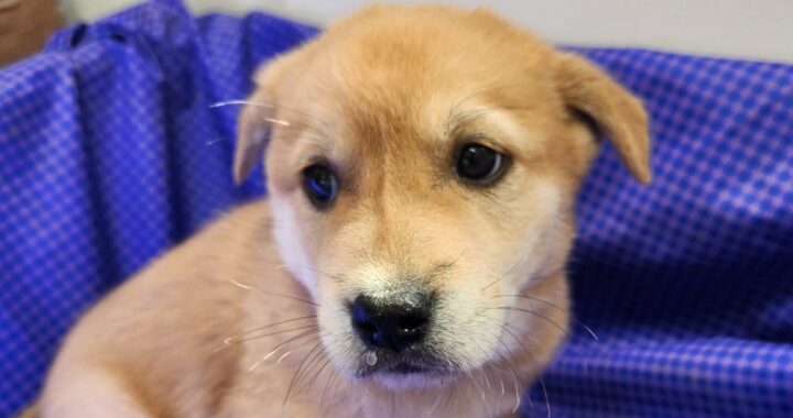 neugle pet 전남 해남 2026 00049