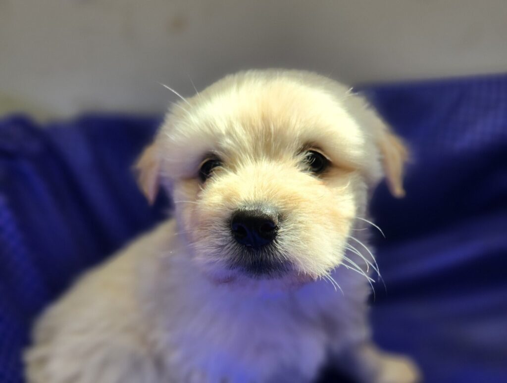 neugle pet 전남 해남 2026 00050