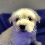 neugle pet 전남 해남 2026 00050