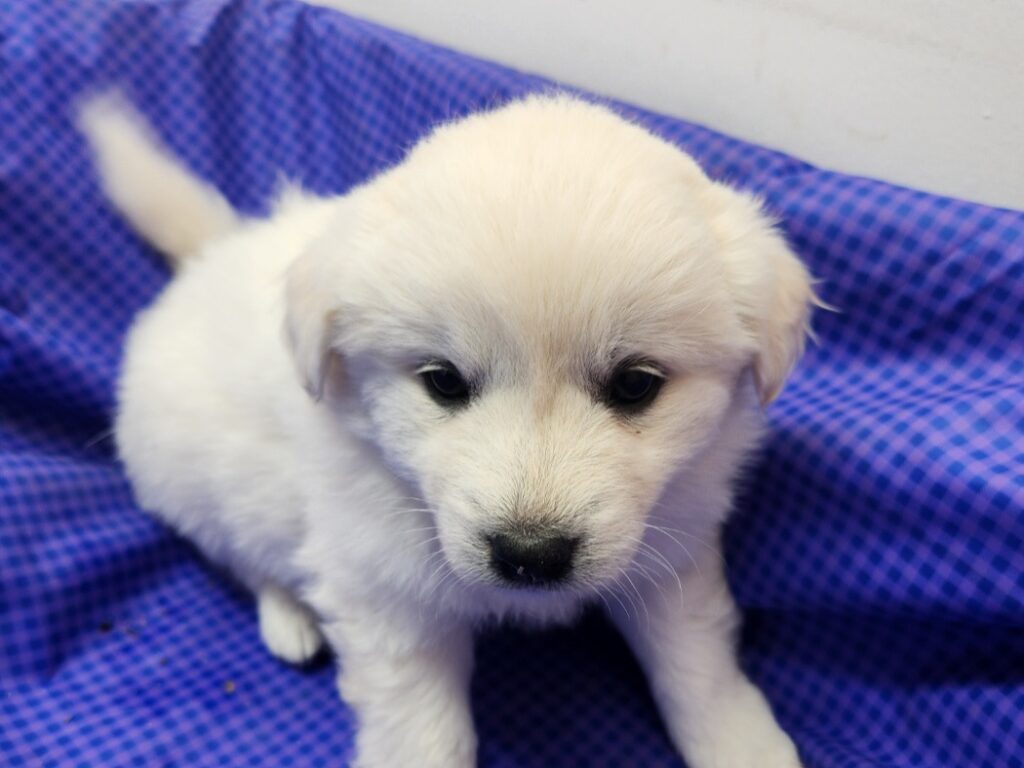 neugle pet 전남 해남 2026 00052