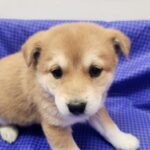 From Haenam's Heart: The Loving Mix-Breed Seeking a Global Home 3 neugle pet 전남 해남 2026 00054