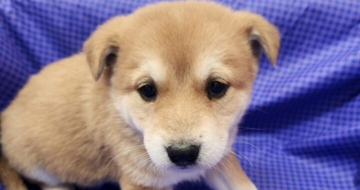 neugle pet 전남 해남 2026 00054