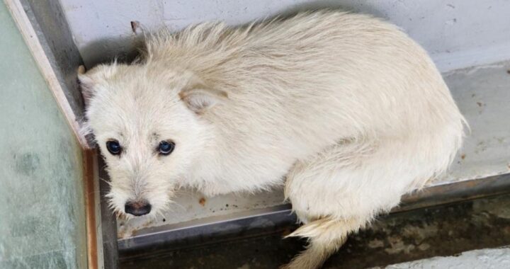 neugle pet 전남 해남 2026 00057