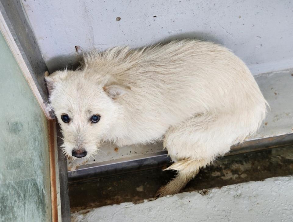 neugle pet 전남 해남 2026 00057