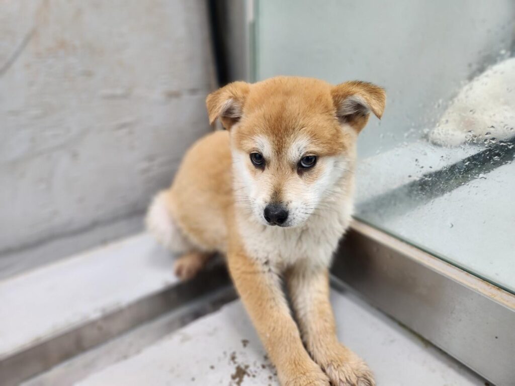 neugle pet 전남 해남 2026 00058