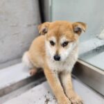 neugle pet 전남 해남 2026 00058