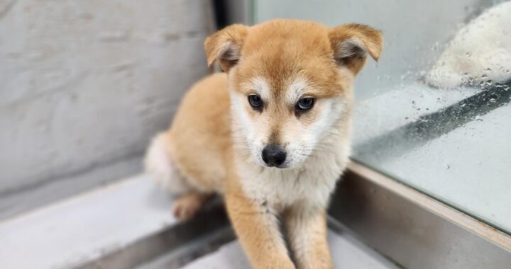 neugle pet 전남 해남 2026 00058