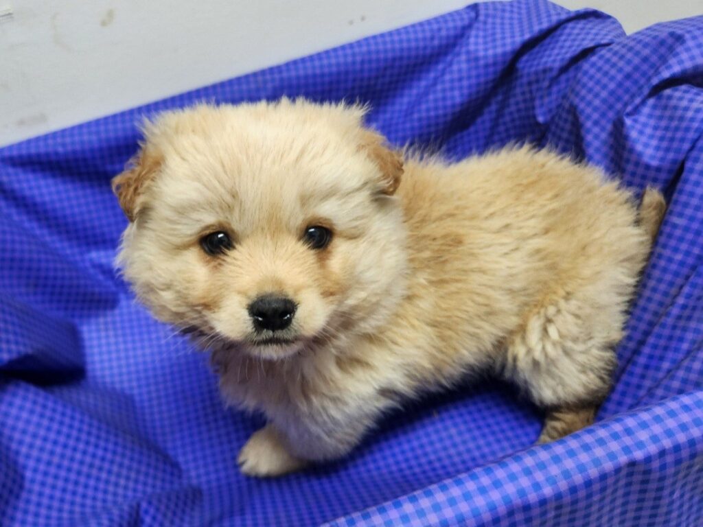 neugle pet 전남 해남 2026 00059