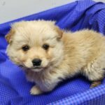 neugle pet 전남 해남 2026 00059