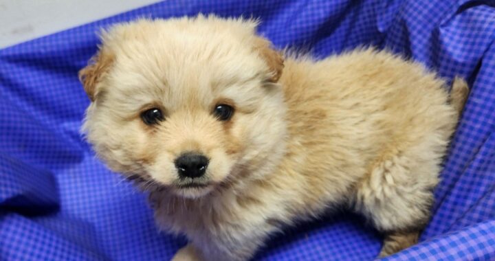 neugle pet 전남 해남 2026 00059