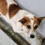 neugle pet 전남 해남 2026 00060