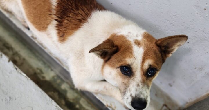 neugle pet 전남 해남 2026 00060