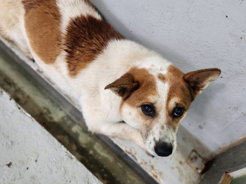 neugle pet 전남 해남 2026 00060