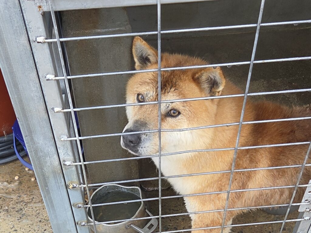 neugle pet 전남 해남 2026 00061