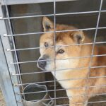 neugle pet 전남 해남 2026 00061