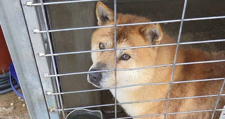 neugle pet 전남 해남 2026 00061