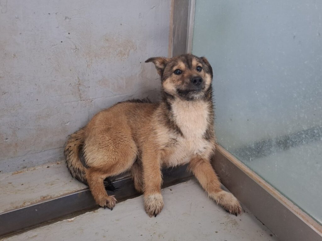 neugle pet 전남 해남 2026 00062