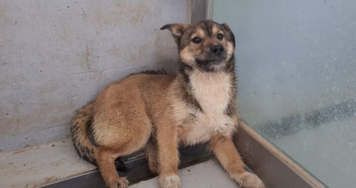 neugle pet 전남 해남 2026 00062