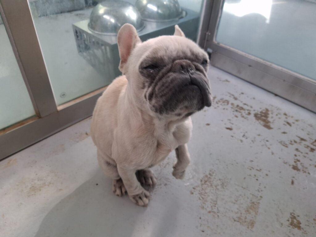 neugle pet 전남 해남 2026 00063