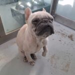 Haenam's Heartbeat: A Resilient French Bulldog's Urgent Call for International Adoption from South Korea 3 neugle pet 전남 해남 2026 00063