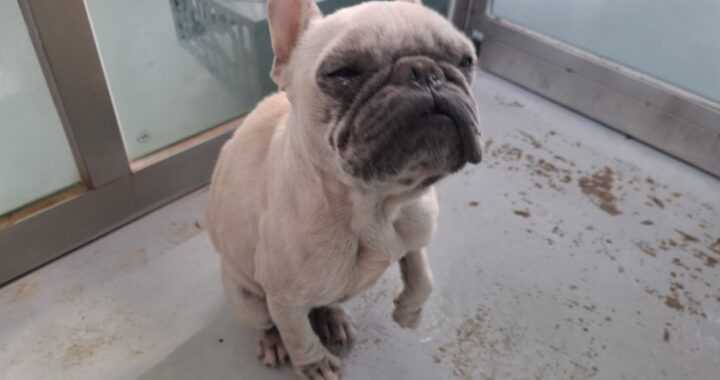 neugle pet 전남 해남 2026 00063