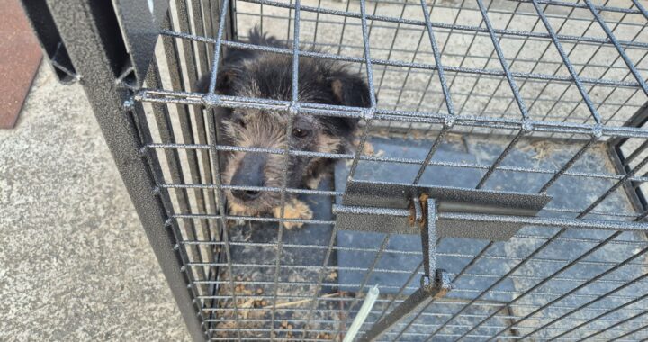 neugle pet 전북 남원 2026 00141