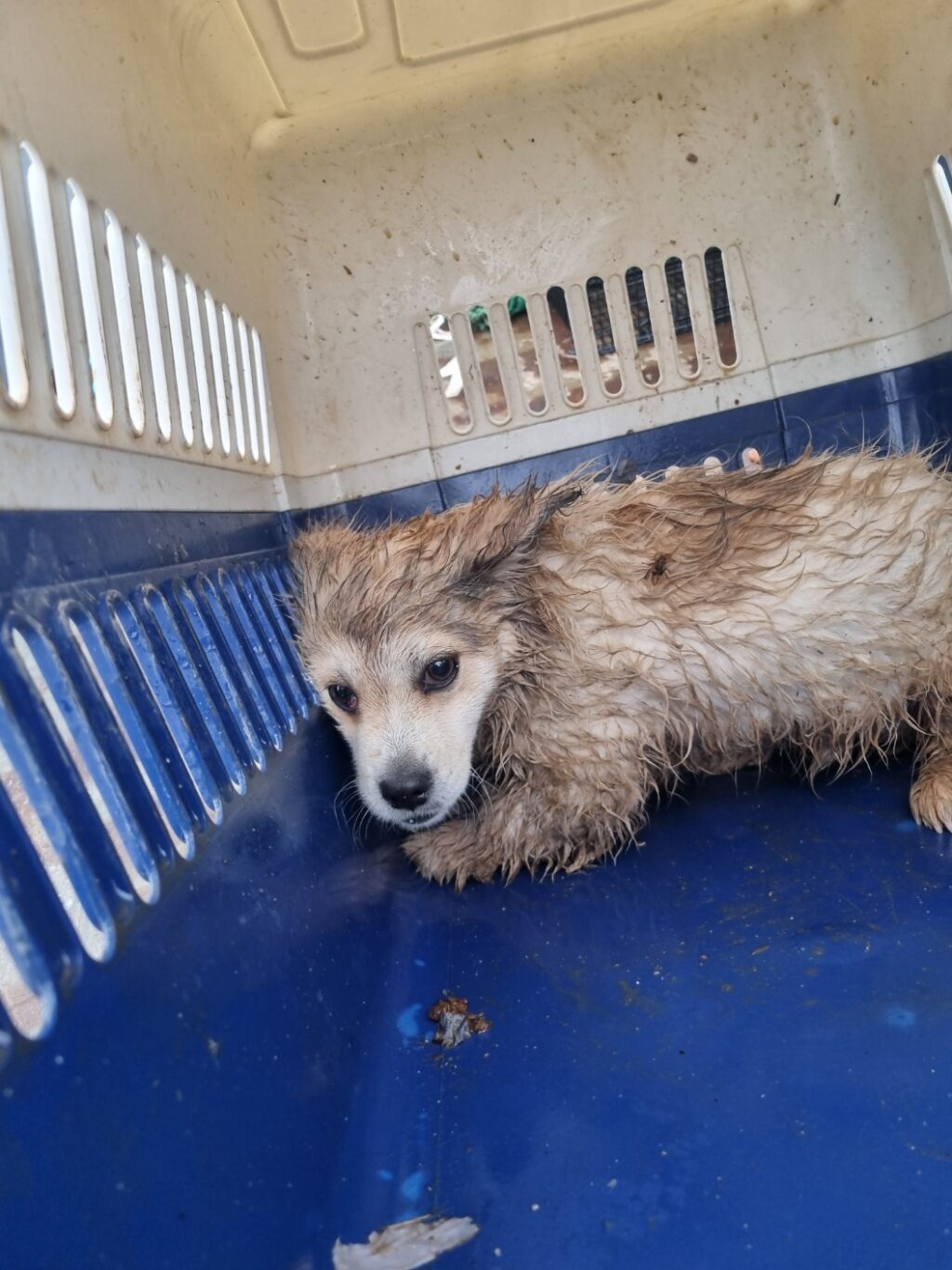 neugle pet 전북 부안 2026 00169