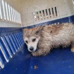 neugle pet 전북 부안 2026 00169