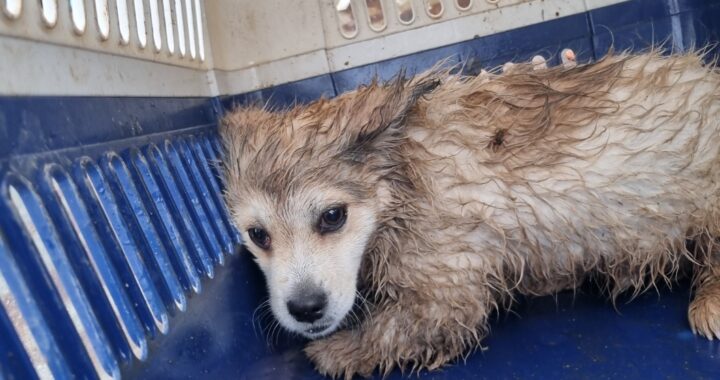 neugle pet 전북 부안 2026 00169