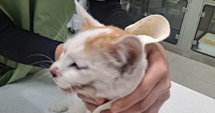 neugle pet 전북 전주 2026 00148