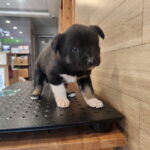 neugle pet 전북 전주 2026 00150