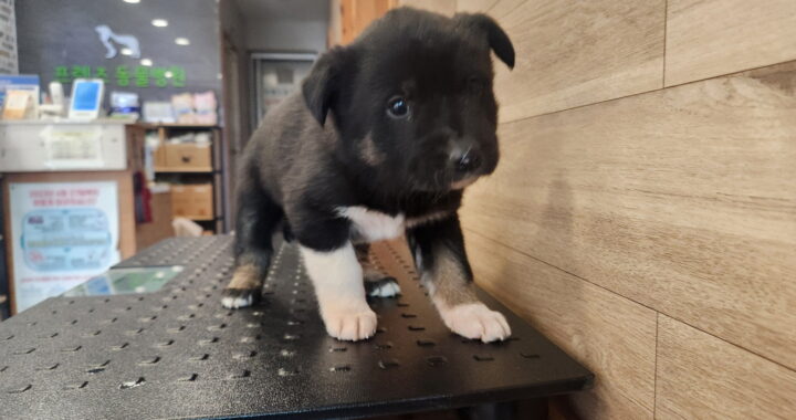 neugle pet 전북 전주 2026 00150