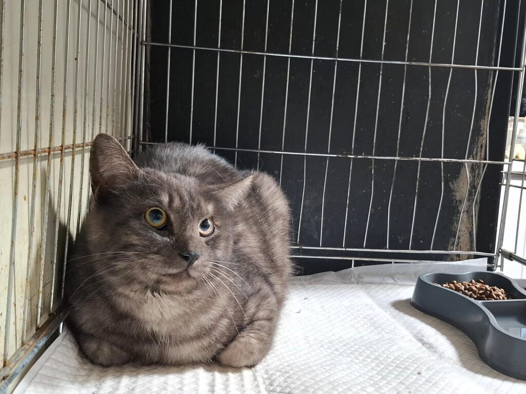 neugle pet 전북 전주 2026 00152