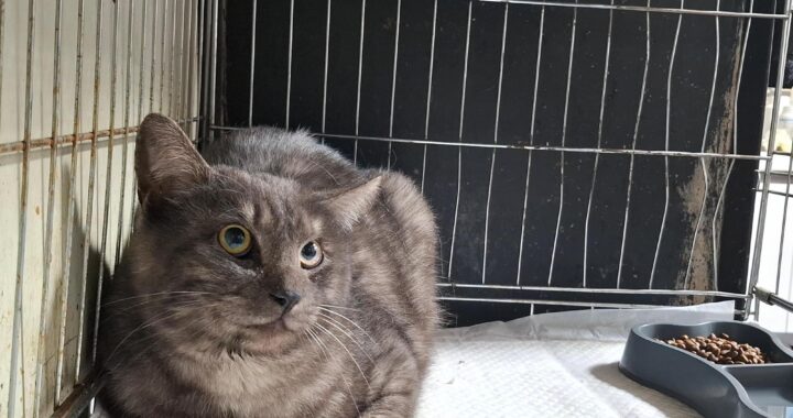 neugle pet 전북 전주 2026 00152