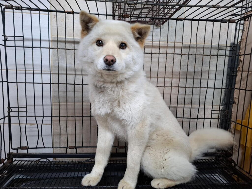 neugle pet 전북 전주 2026 00153