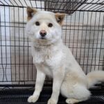 Ruby's Red Collar: A Story of Hope and International Adoption from Jeonju, South Korea 6 neugle pet 전북 전주 2026 00153