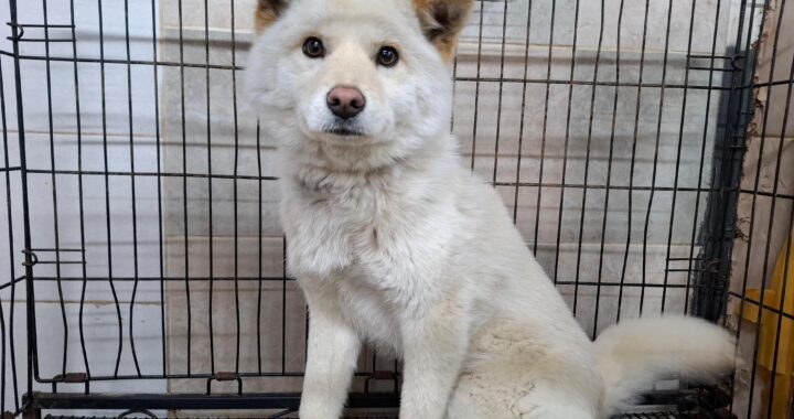 neugle pet 전북 전주 2026 00153