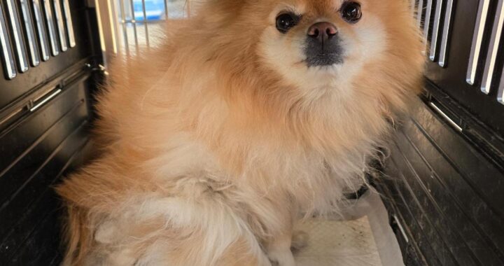 neugle pet 충북 보은 2026 00010