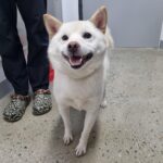 neugle pet 충북 청주 2026 00149