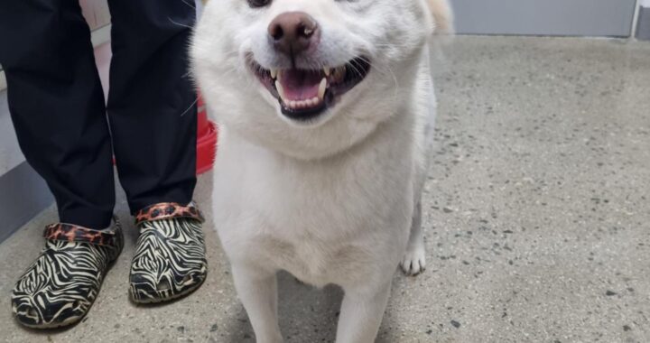 neugle pet 충북 청주 2026 00149