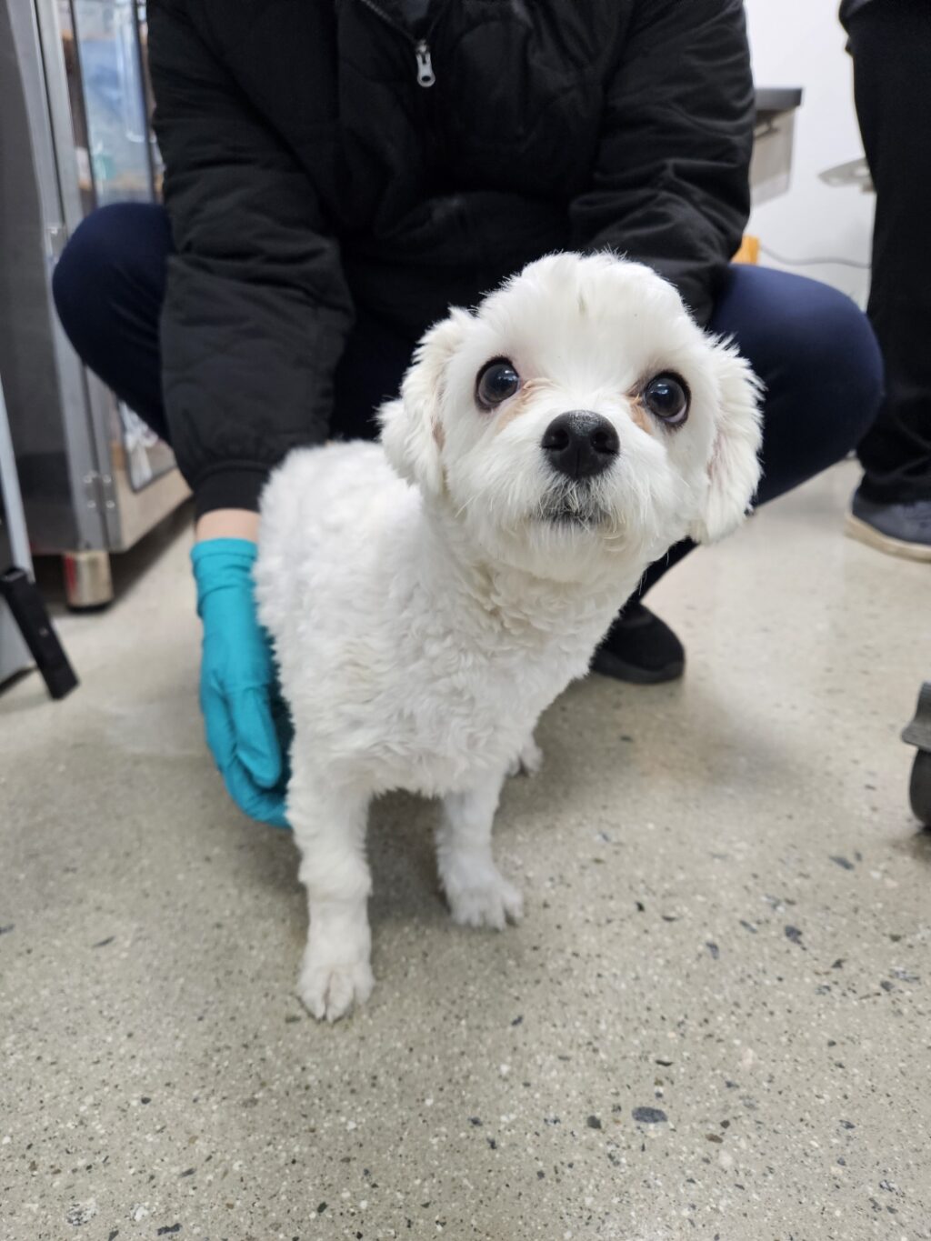 neugle pet 충북 청주 2026 00150