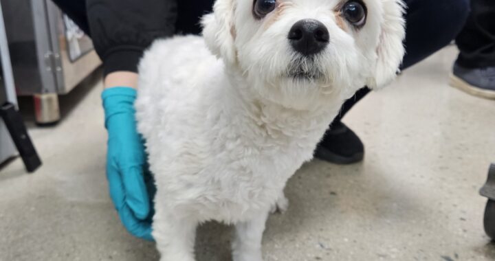 neugle pet 충북 청주 2026 00150