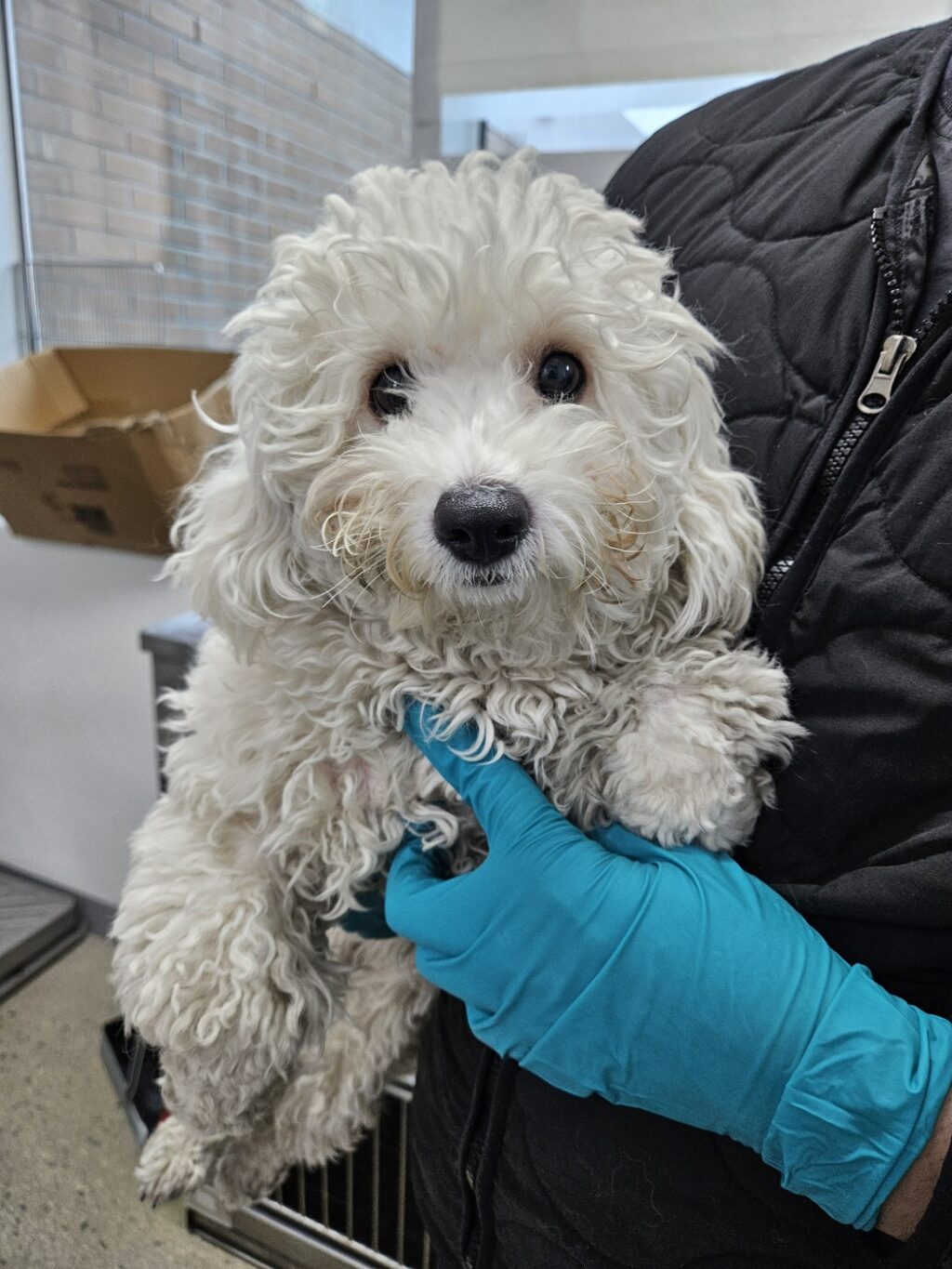 neugle pet 충북 청주 2026 00151