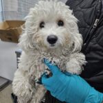 Lily: A Gentle Bichon Frise from Cheongju, South Korea, Seeks International Adoption 3 neugle pet 충북 청주 2026 00151