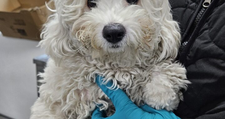 neugle pet 충북 청주 2026 00151