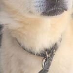 검정 목줄과 아픈 꼬리, 사천 향촌동에서 발견된 흰색 믹스견의 숨겨진 이야기 4 pet 1772637964810