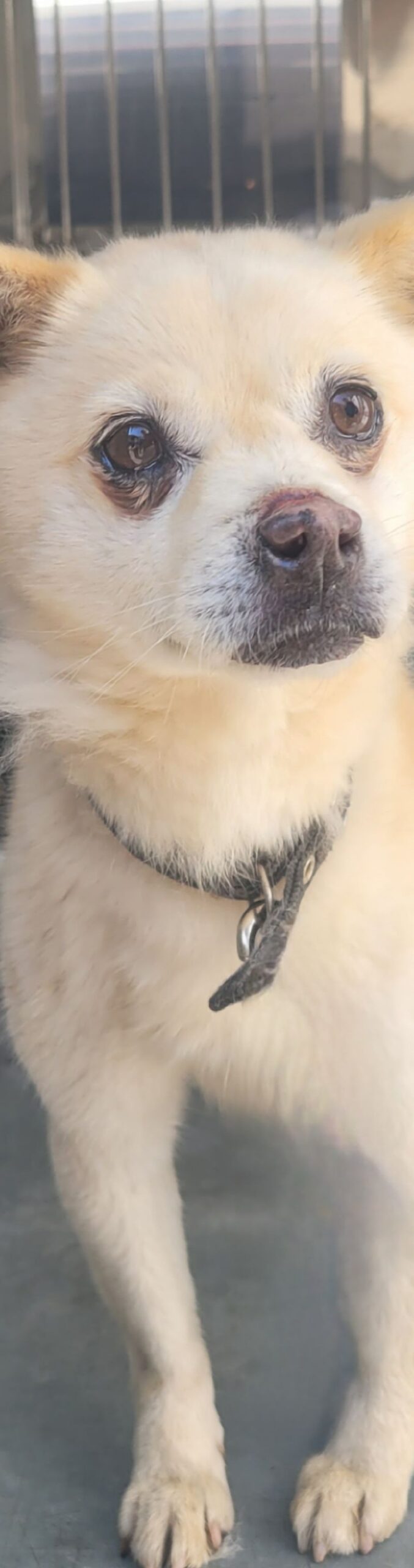 pet 1772637964810 scaled