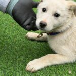 남양 송포동 키위농장에서 발견된 하얀 천사, 그 눈빛이 전하는 이야기 5 pet 1772653283181