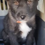 증도면의 텅 빈 농장, 불안한 눈빛으로 세상을 보던 검은 아이의 이야기 5 pet 1772739679324